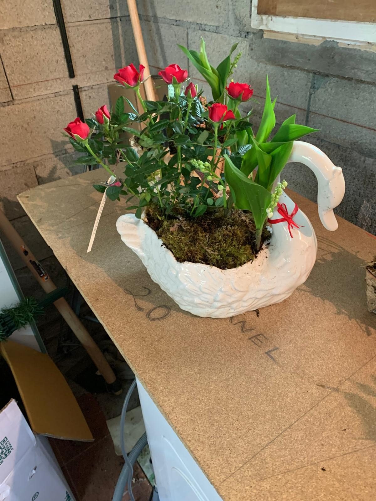 Plante verte Pégomas