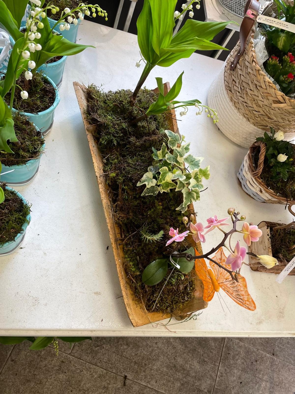 Orchidée en pot